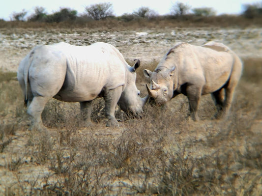 The Impact of Rhino Poaching in South Africa in 2023 and the Importance of Anti-Poaching Programs